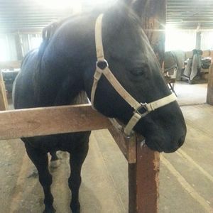 Meet your Posher, Susan